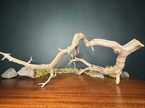 Large manzanita - large,