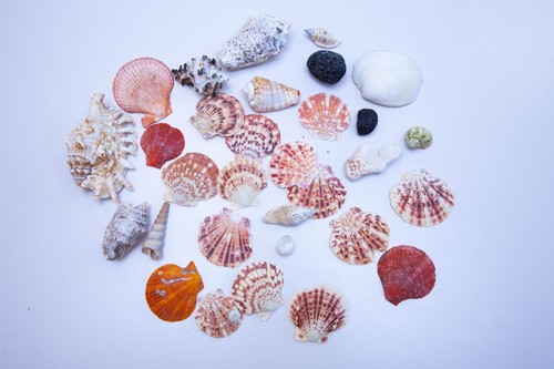 Hawaiian sea shells mixed - shells,