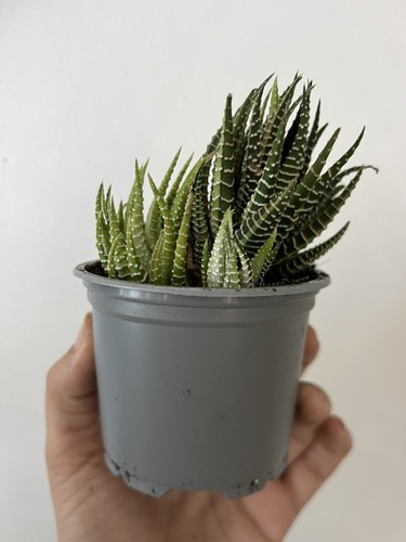 Variegated haworthia fasciata - haworthia,
