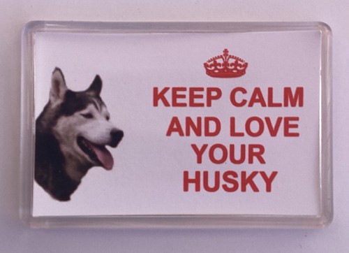 Husky dog fridge magnet - dog,