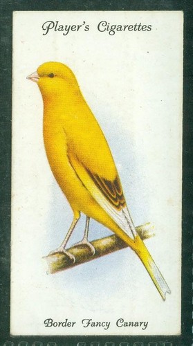 Bird card 007 1933 player - bird, 1933,