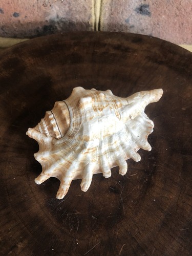 Lambis spider conch shell - spider,