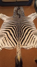 Zebra hide A+ / skin - Large Genuine South African Burchell Zebra hide - 35% OFF