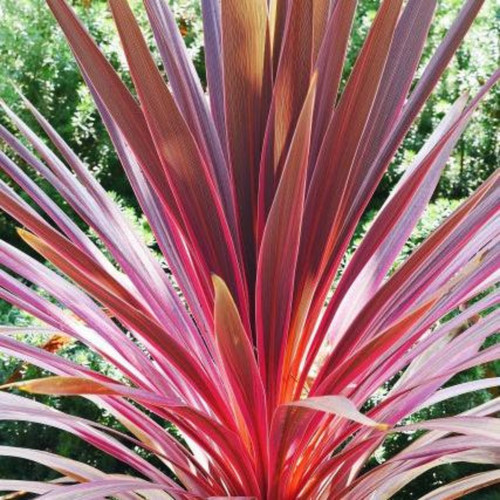 Large plant cordyline - large,
