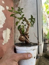 Olive Bonsai