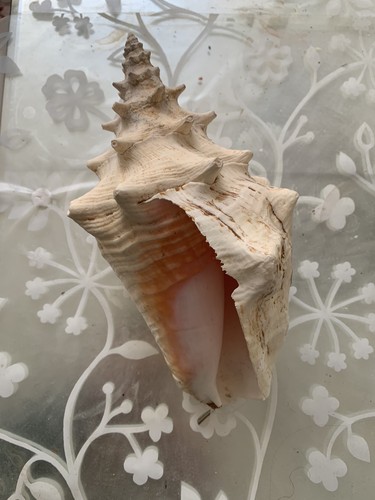 Fabulous real conch - real,