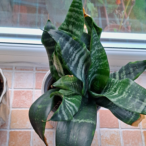 Snake plant sansevieria potted - snake,
