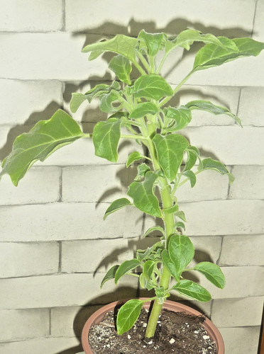 Brugmansia sanguinea - brugmansia,