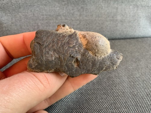 Fossil fish remains london - fossil,