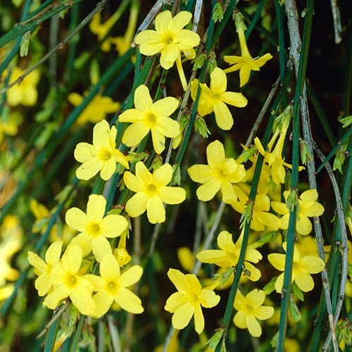 Jasmine winter flowering 9cm - jasmine,, flowering!