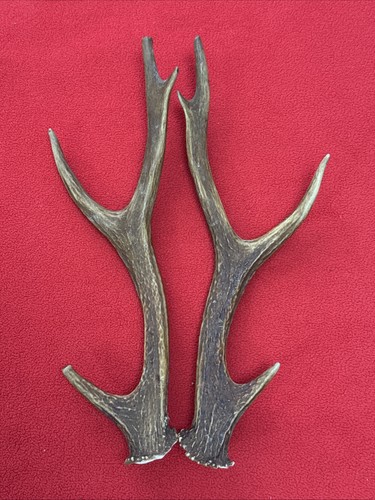 Pair sika deer antlers - pair, of