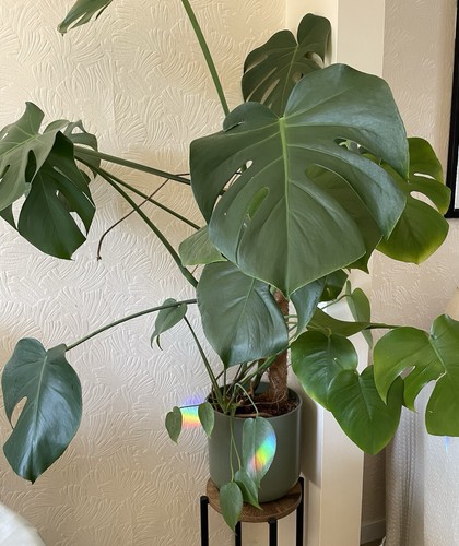 Monstera deliciosa swiss - monstera,
