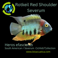 SEVERUM ROTKEIL RED SHOULDER 1