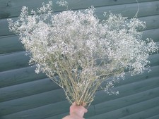 Large 100g Bunch Dried British Gypsophila, Babys Breath Flower, DIY wedding