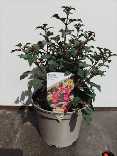 Beacon hardy fuchsia - 3l,