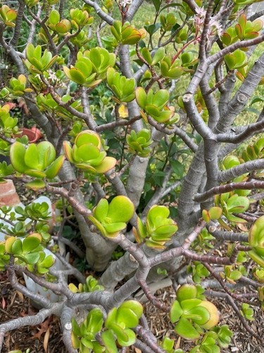 Jade plant deep green bonsai - jade,