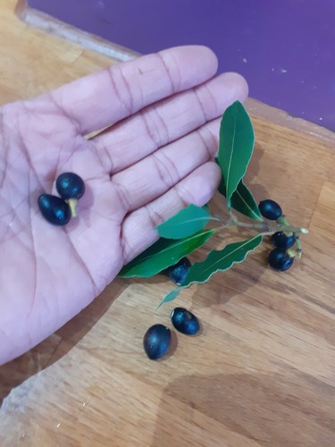 Bay leaf tree seeds - tree, 35