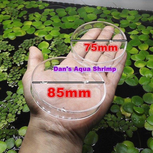 Glass shrimp feeding - shrimp, dish
