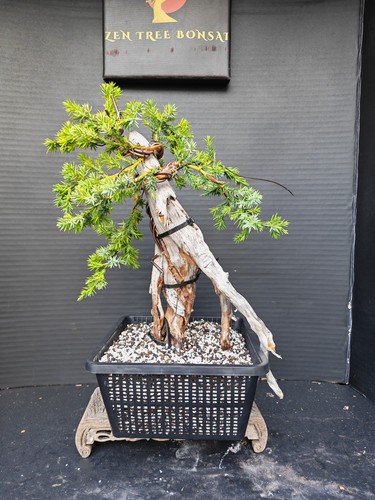 Tanuki needle juniper - tanuki,
