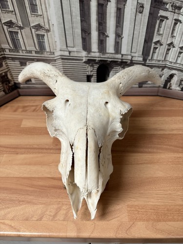 Real sheep skull with - real,