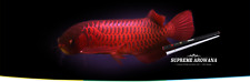 OCEAN FREE SUPREME AROWANA COLOUR ENHANCEMENT LED LIGHT RED (88 CM) 30 W