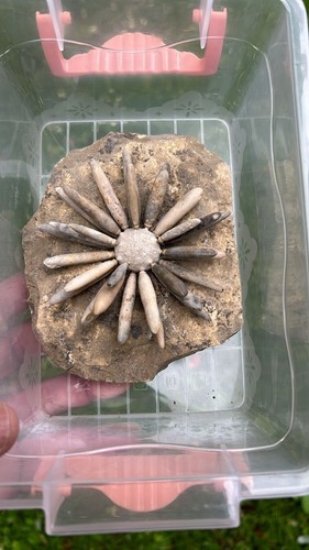 Wonderful asterocidaris urchin - wonderful,