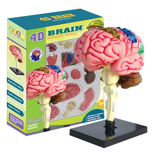 Kids teaching human brain - kids,