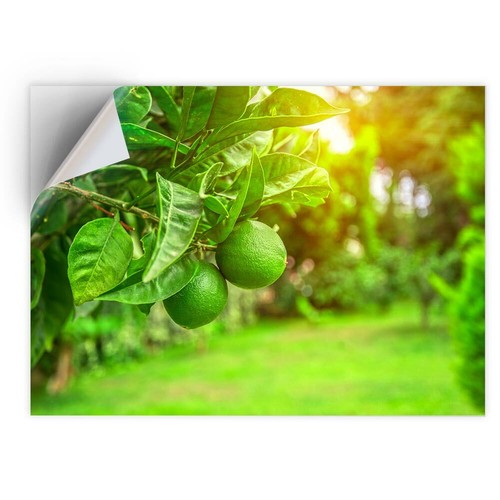 Vinyl sticker citrus - x,
