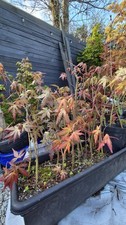10x Acer Palmatum Japanese
