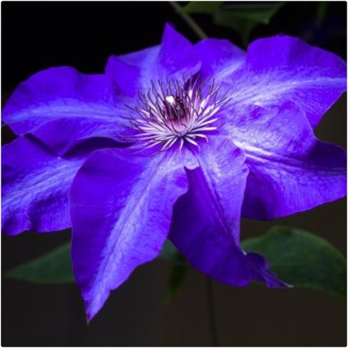 Clematis hybrid daniel - clematis, 'daniel