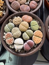 mixed 10 Lithops( 2.0-2.5cm )