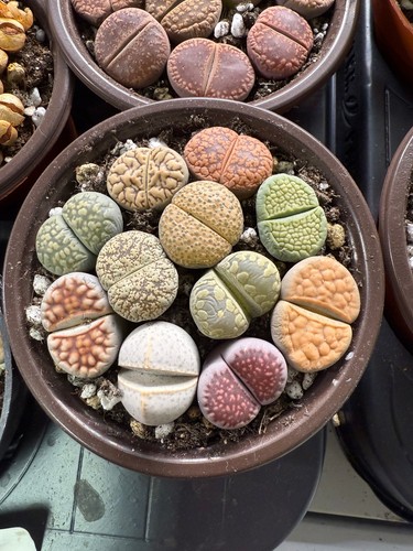 Mixed lithops - mixed, 10