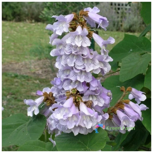 200 seeds paulownia fortunei - seeds,