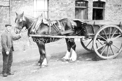 Ewq shire horse and - horse,