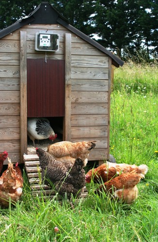 New automatic chicken coop - automatic,