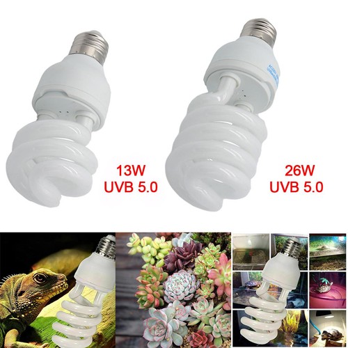 Pet screw bulb - bulb, plant