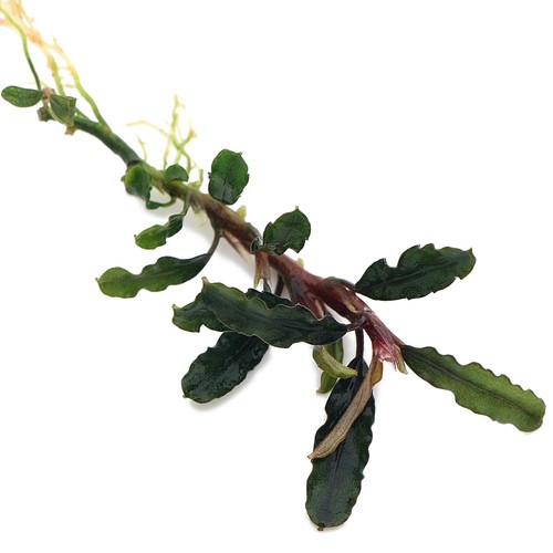 Bucephalandra species live - bucephalandra,