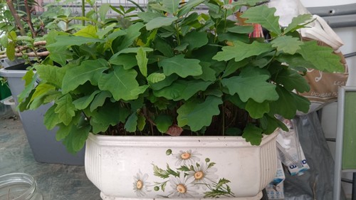 Oak tree plants outdoor - tree,