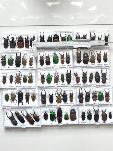 Stagbeetle specimen 1case - specimen,