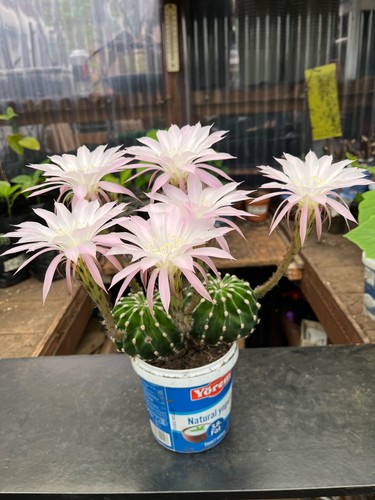 Cactus echinopsis very - cactus,