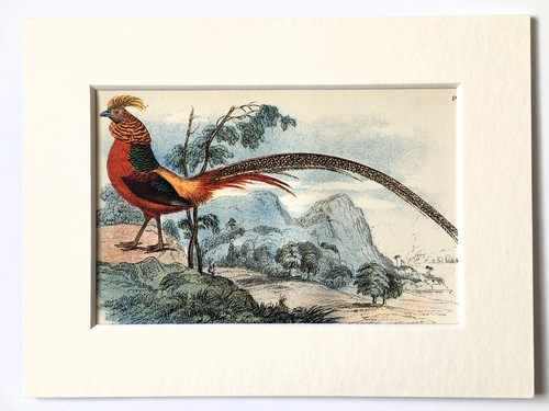 Golden pheasant bird print - pheasant,