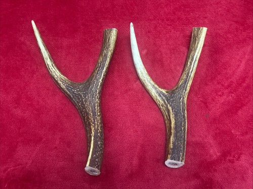 Pieces sika deer antlers - pieces, of