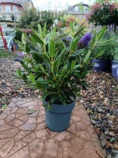 2 L Purple Flowering Hebe Shrub | 2 L Pot Evergreen Shrub | Pollinator Friendly