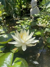 Virginia White Cold Hardy