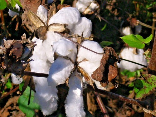 Upland cotton seeds - upland,