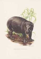 Pygmy Hippopotamus Choeropsis Liberiensis Colour Printing From 1959 Hippo