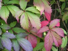 PARTHENOCISSUS VIRGINIA