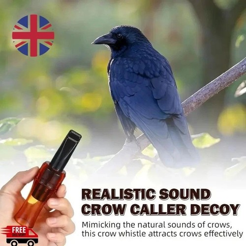 Outdoor crow rook - rook, whistle