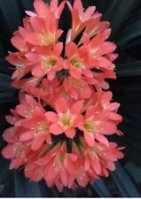 2 x Clivia m. Pink Strain seeds. UK National Collection holders