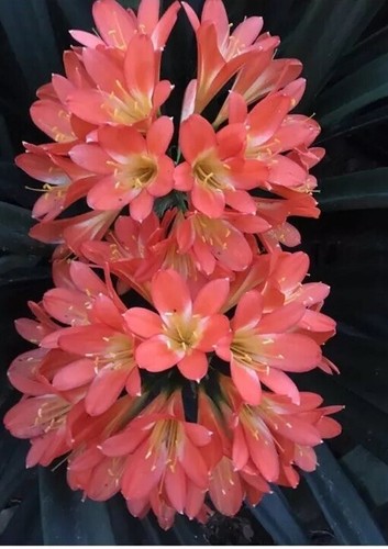 Clivia pink strain - 2, x